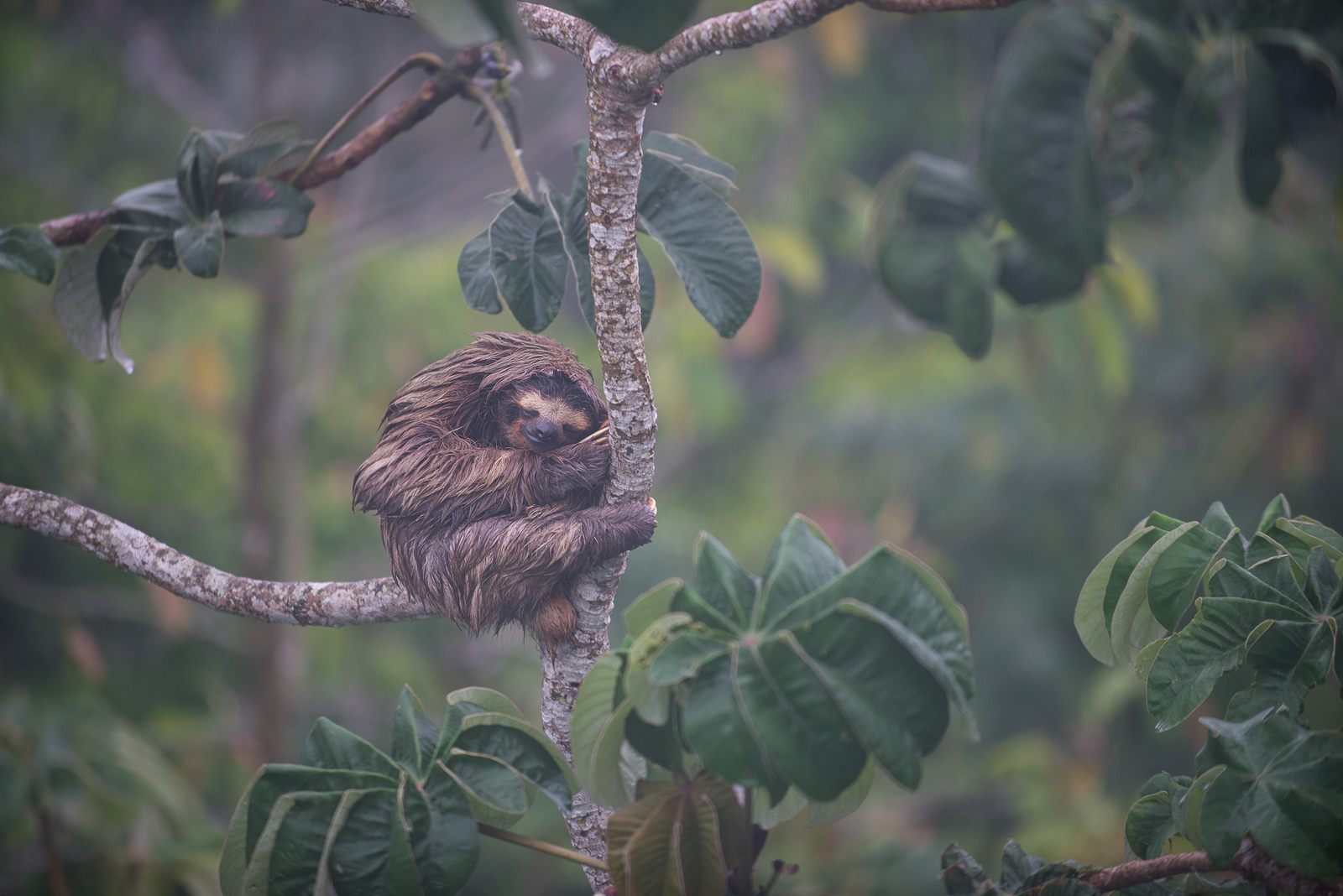 Three-Toed Sloth, Soberania National Park, Panama