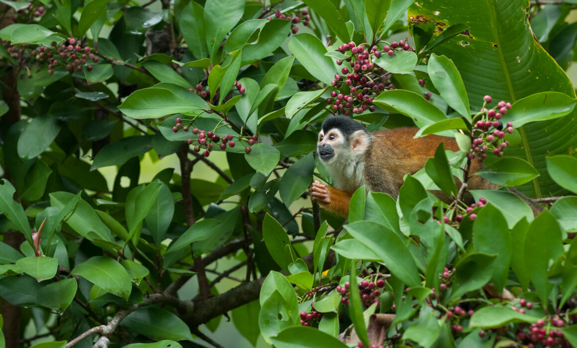 Central American Squirrel Monkey, Costa Rica
