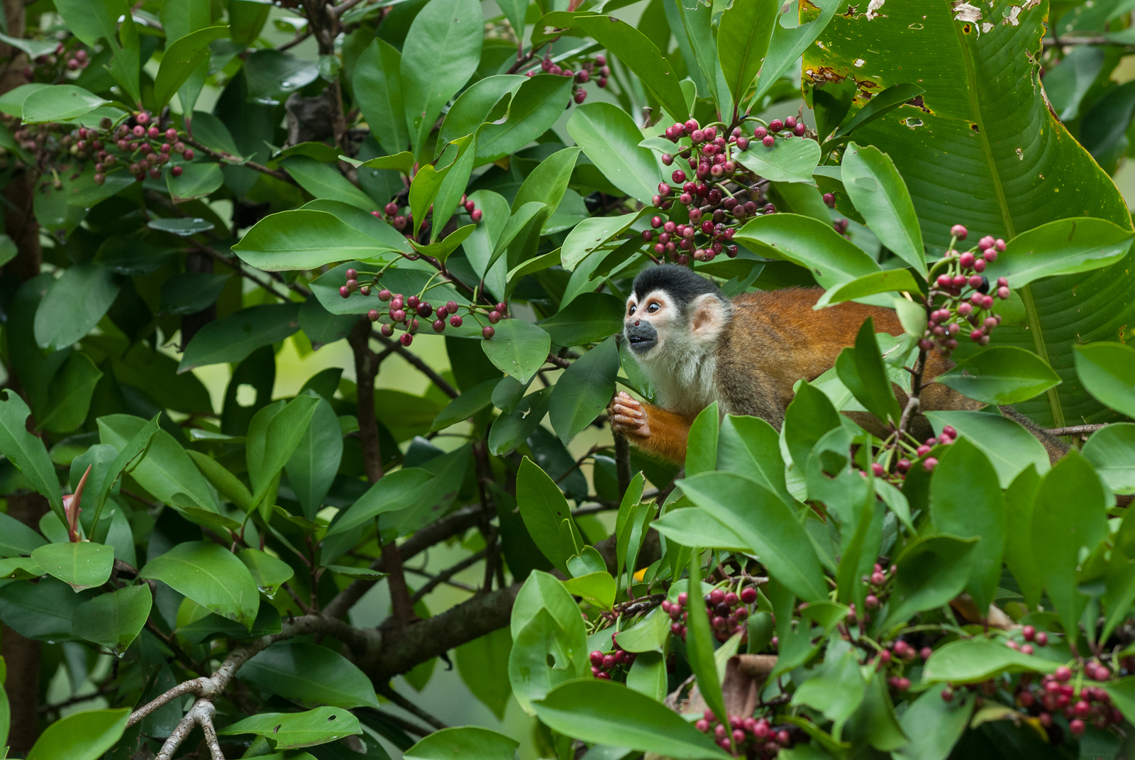 Central American Squirrel Monkey, Costa Rica
