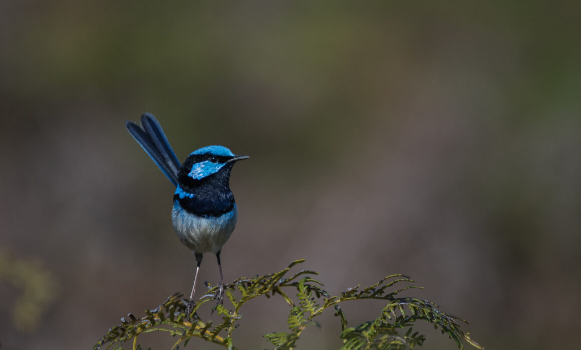 Superb Fairy Wren, Narawntapu National Park, Tasmania, Australia