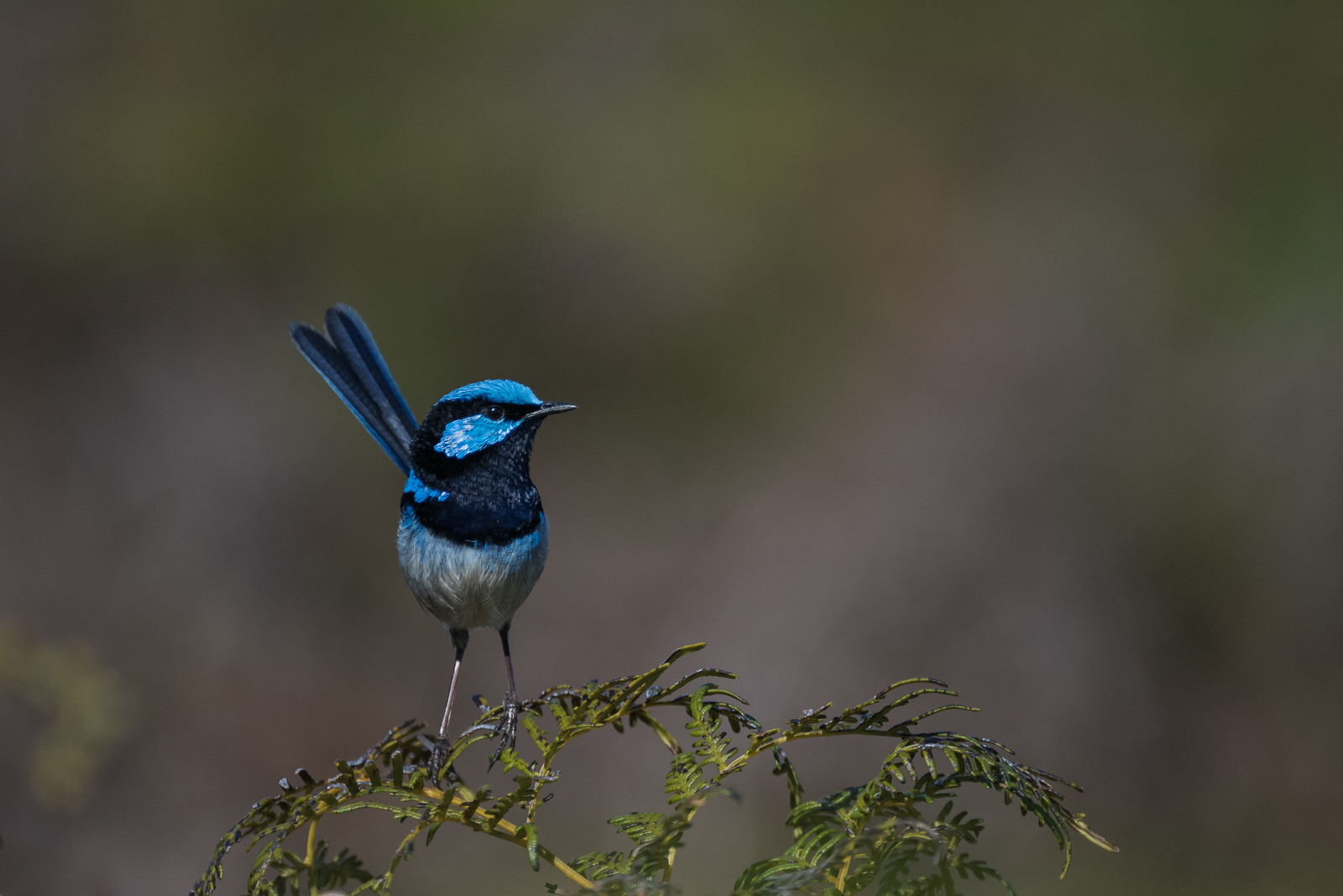 Superb Fairy Wren, Narawntapu National Park, Tasmania, Australia