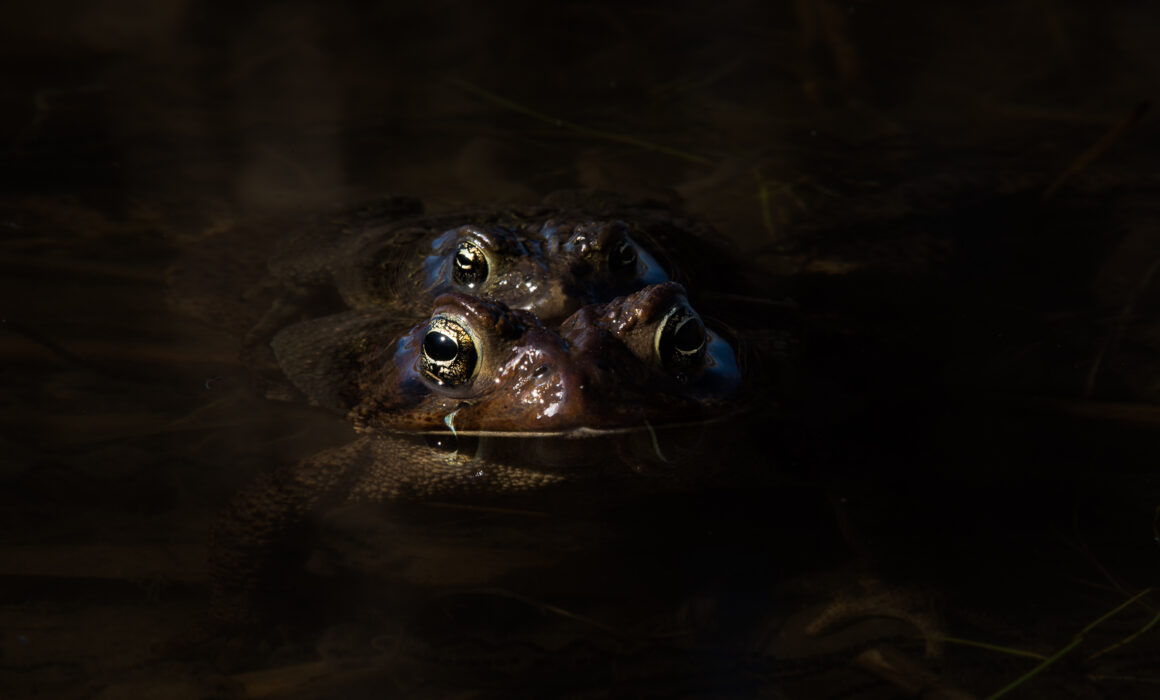 American Toads, Toronto, Canada