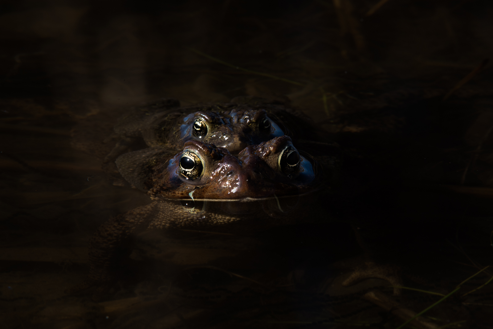 American Toads, Toronto, Canada