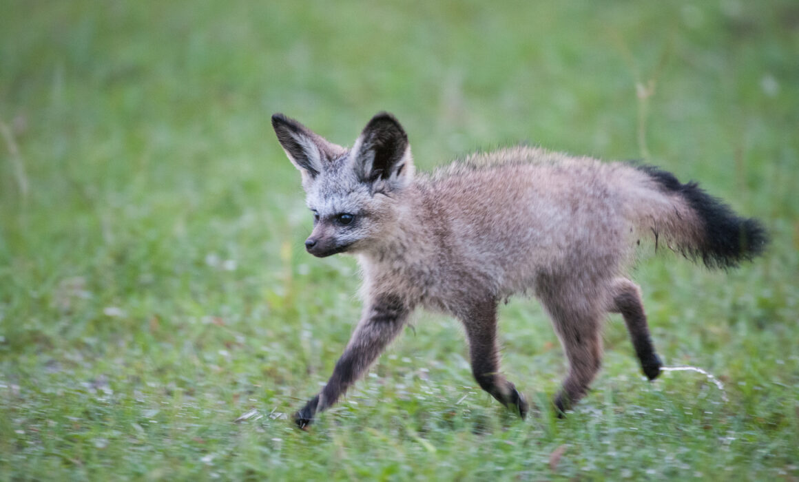 Bat-Eared Fox Pup, Masai Mara, Kenya