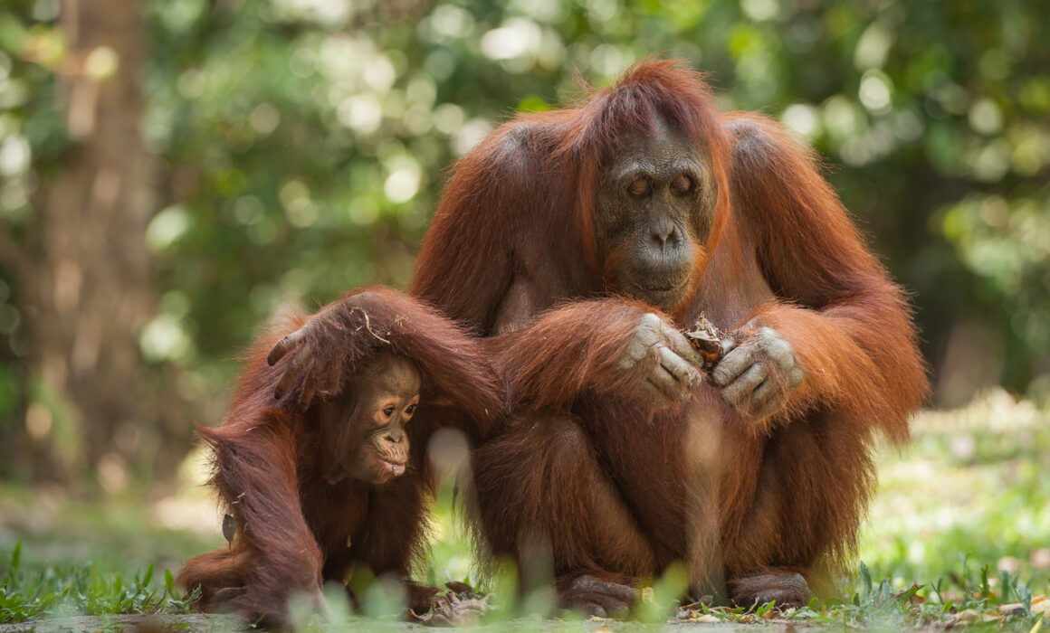 Orangutan Mom and Baby, Tanjung Puting National Park, Indonesia