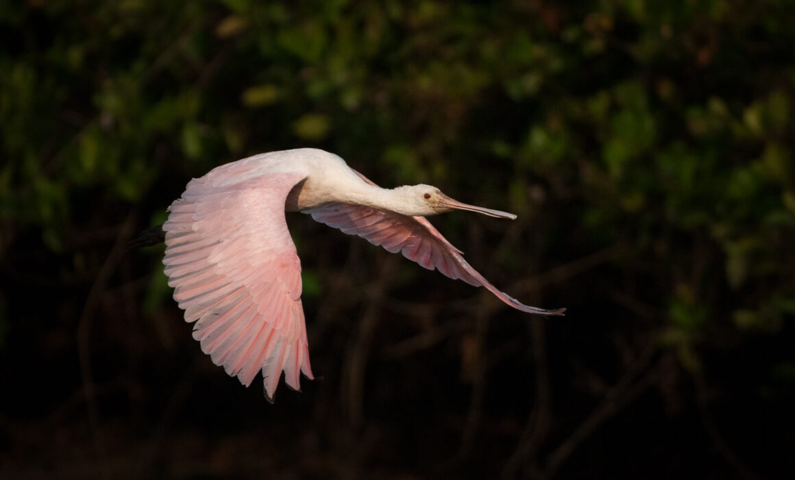 Roseate Spoonbill, Pantanal, Brazil