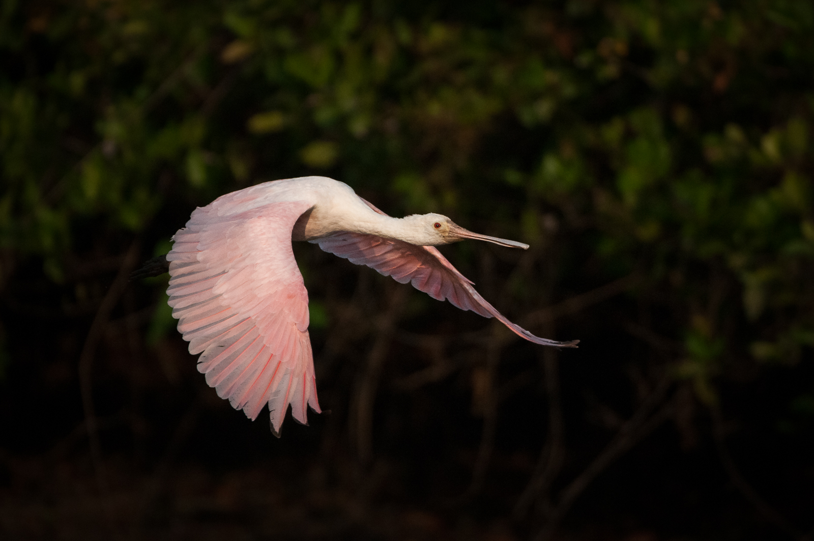 Roseate Spoonbill, Pantanal, Brazil