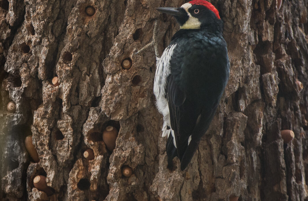 Acorn Woodpecker, Santa Monica Mountains, California