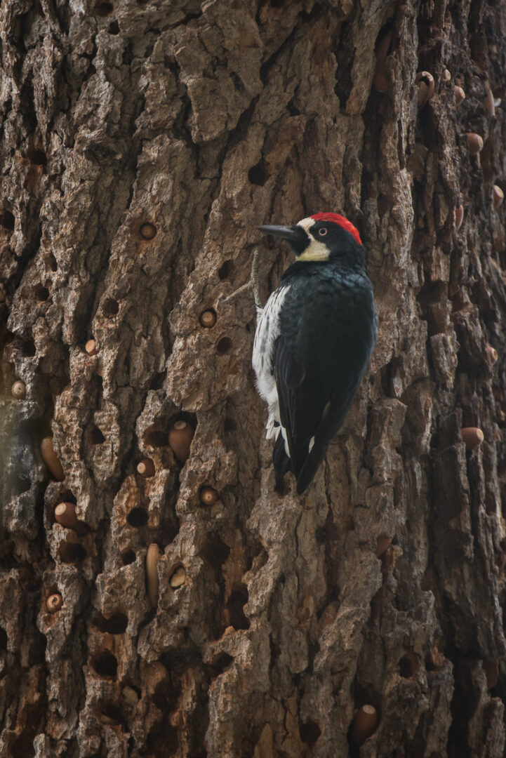 Acorn Woodpecker, Santa Monica Mountains, California
