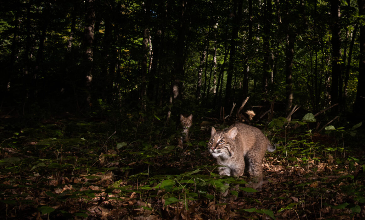 Bobcats, Farmington, Connecticut