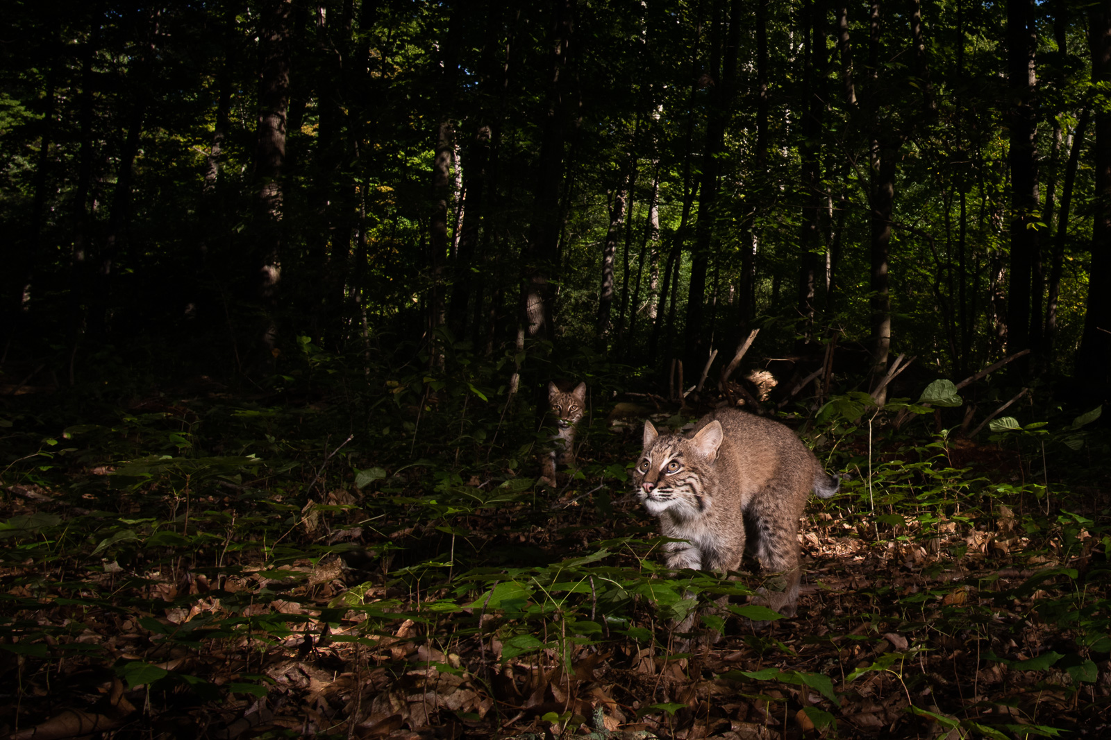 Bobcats, Farmington, Connecticut