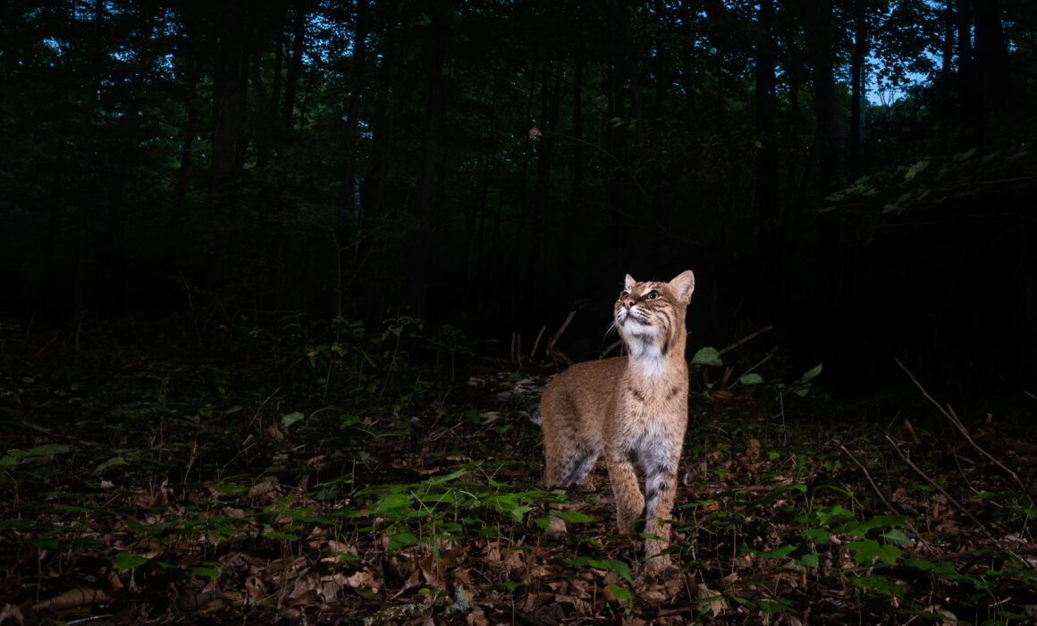 Bobcat, Farmington, Connecticut