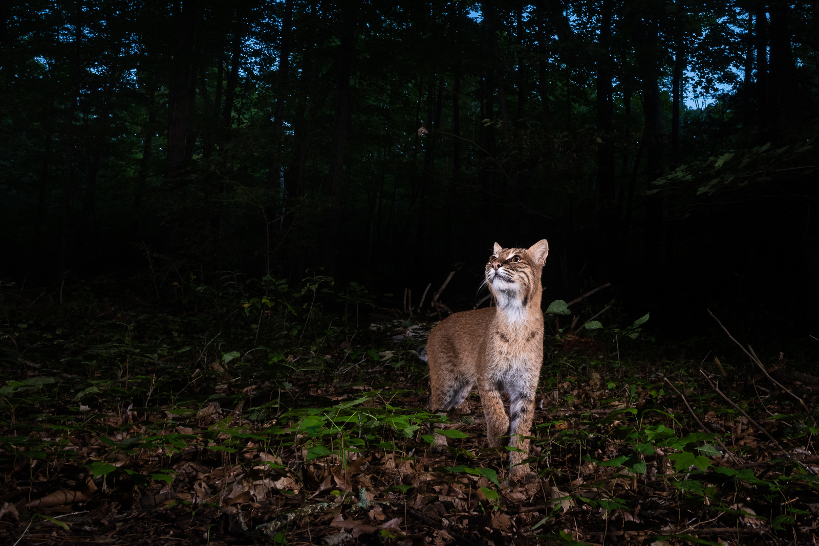 Bobcat, Farmington, Connecticut