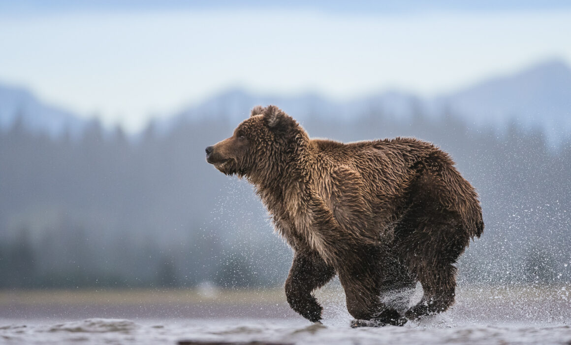 Coastal Brown Bear, Alaska