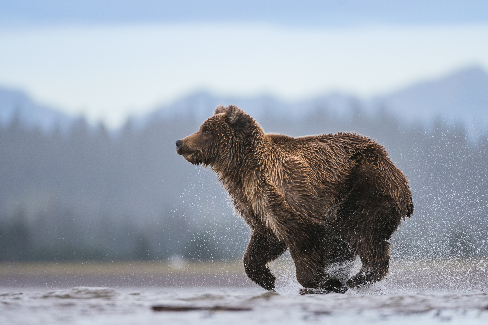 Coastal Brown Bear, Alaska