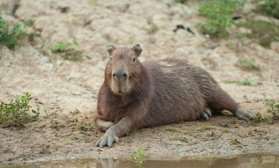 Capybara, Bolivia
