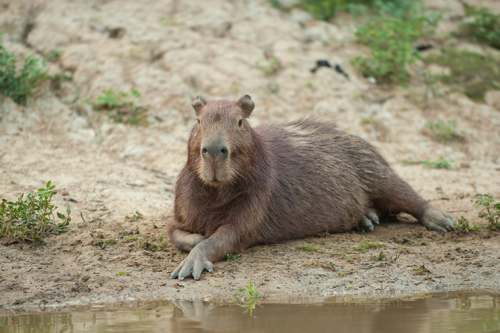 Capybara, Bolivia