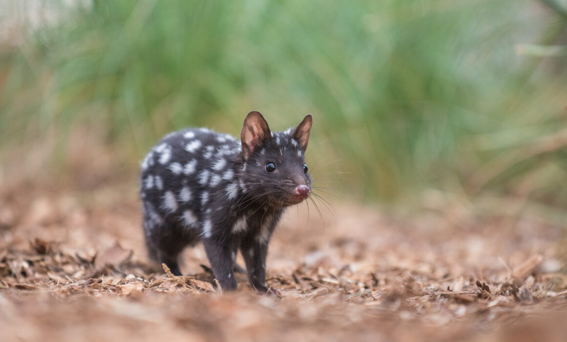 Eastern Quoll, Tasmania, Australia