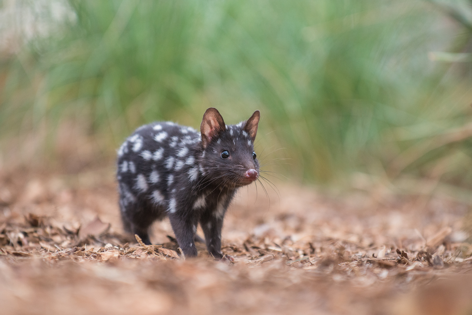 Eastern Quoll, Tasmania, Australia