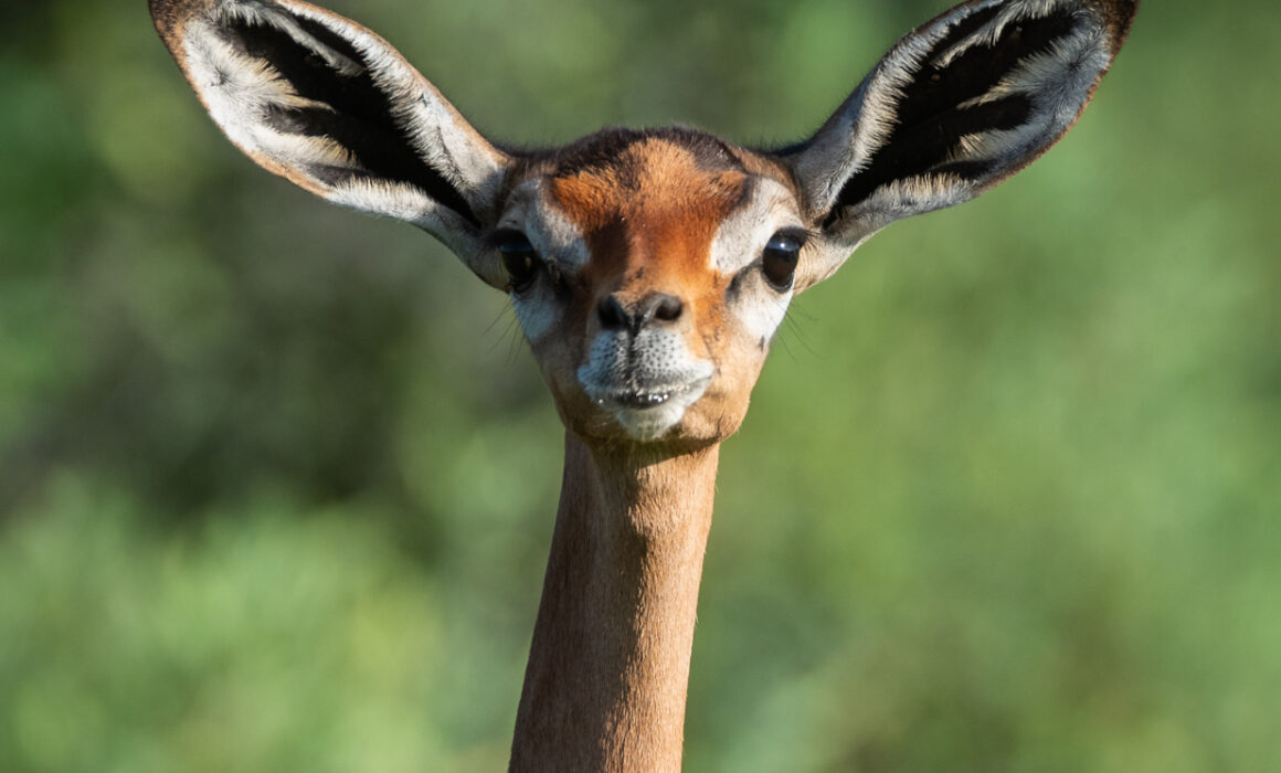 Gerenuk, Samburu, Kenya