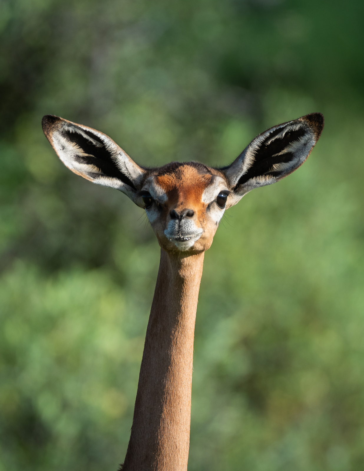 Gerenuk, Samburu, Kenya