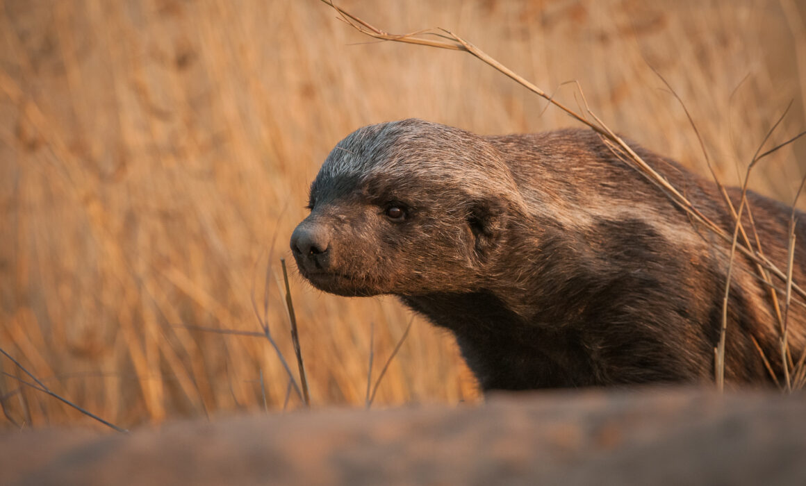 Honey Badger, Kalahari Desert, Botswana