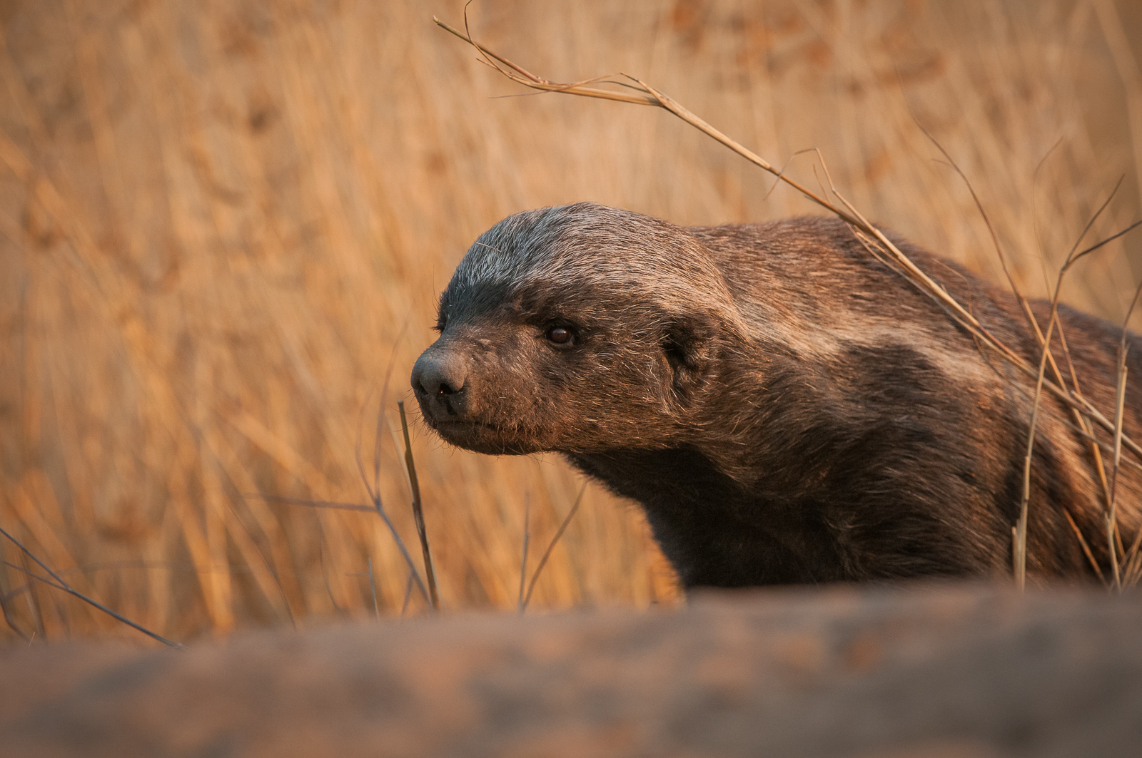 Honey Badger, Kalahari Desert, Botswana