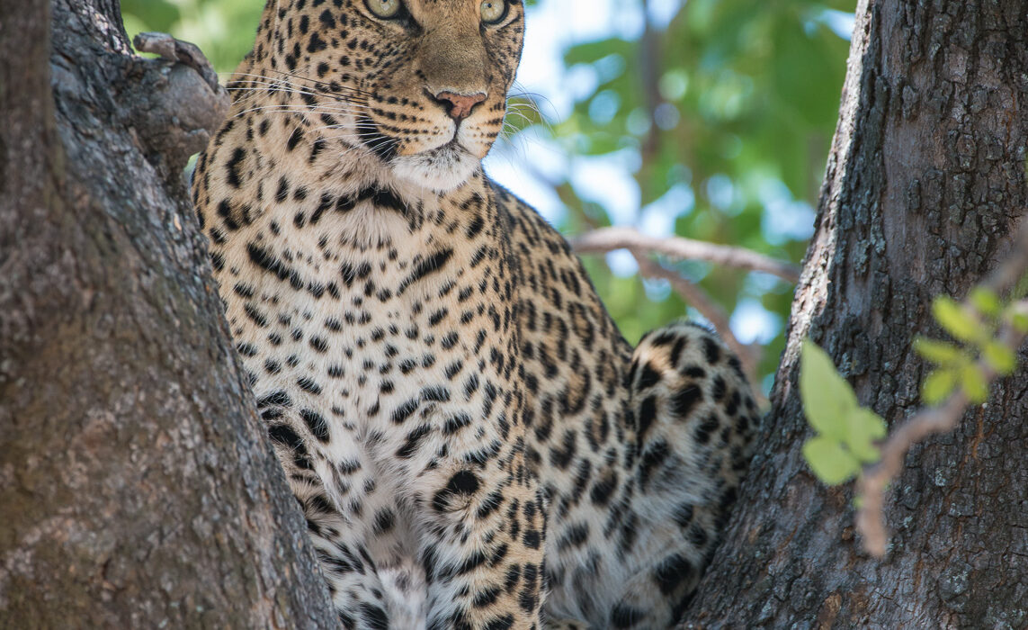 Leopard, Linyanti, Botswana