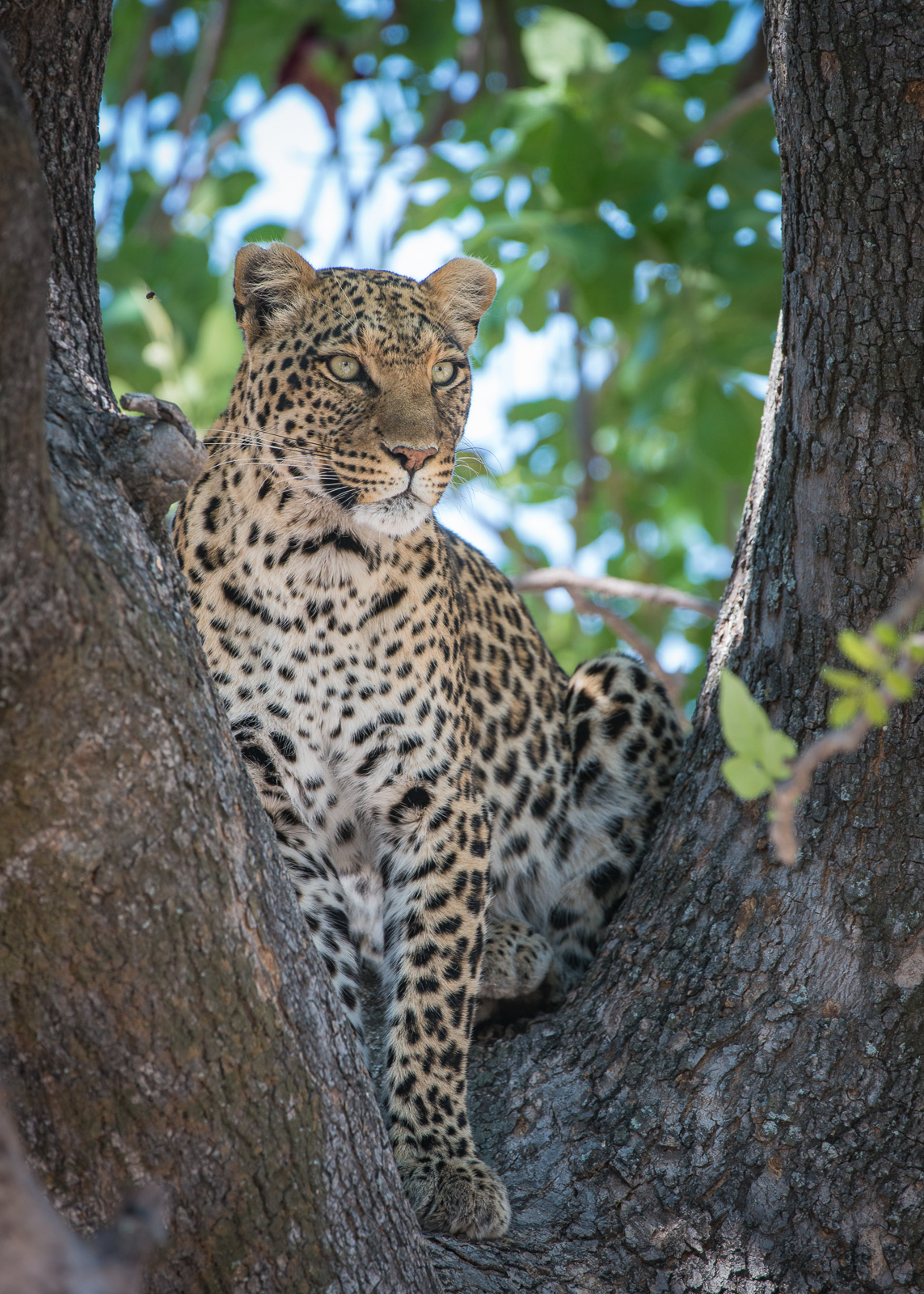 Leopard, Linyanti, Botswana