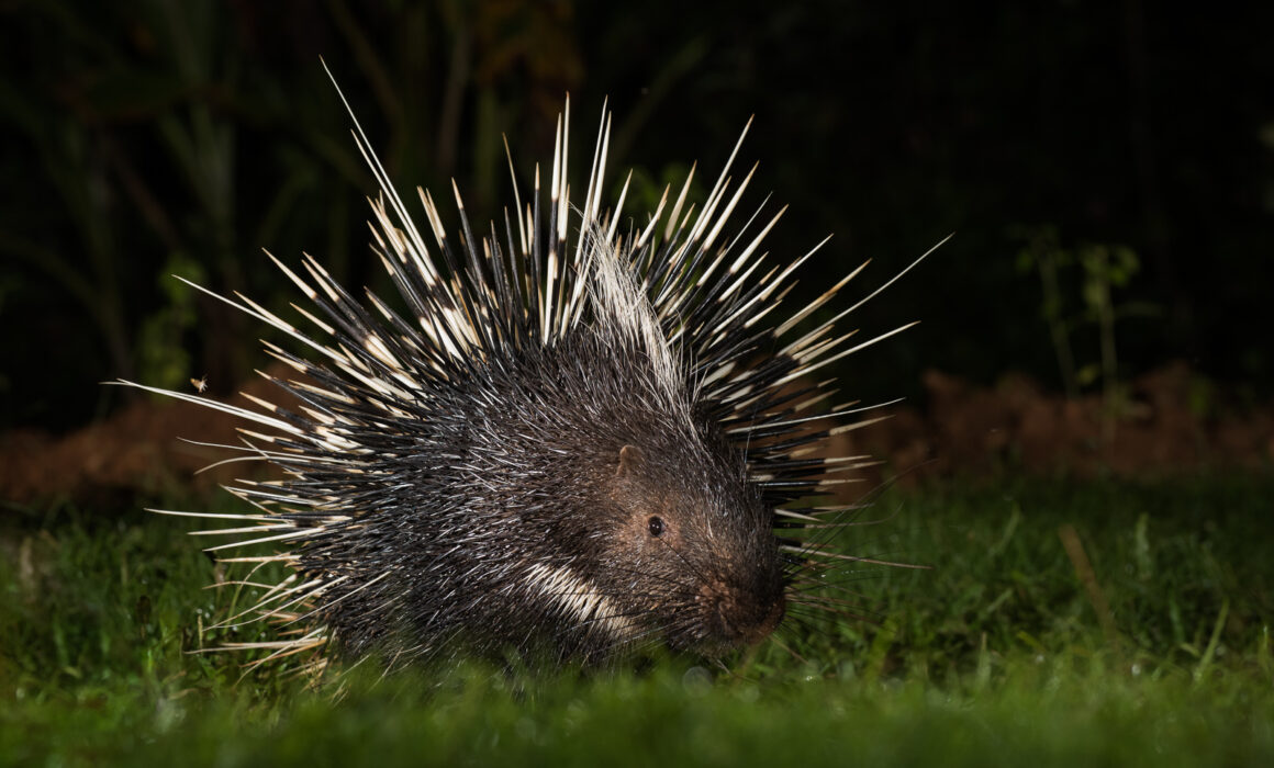 Malayan Porcupine, Kaeng Krachan National Park, Thailand