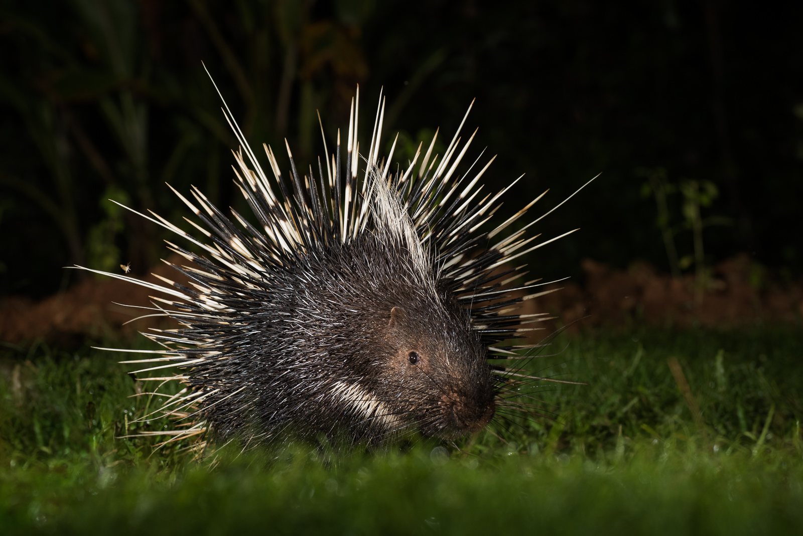 Malayan Porcupine, Kaeng Krachan National Park, Thailand