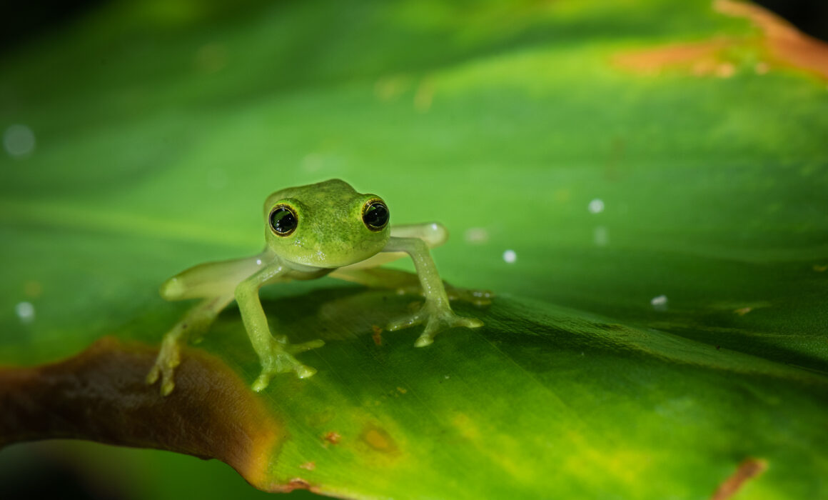 Northern Glass Frog, El Valle, Panama