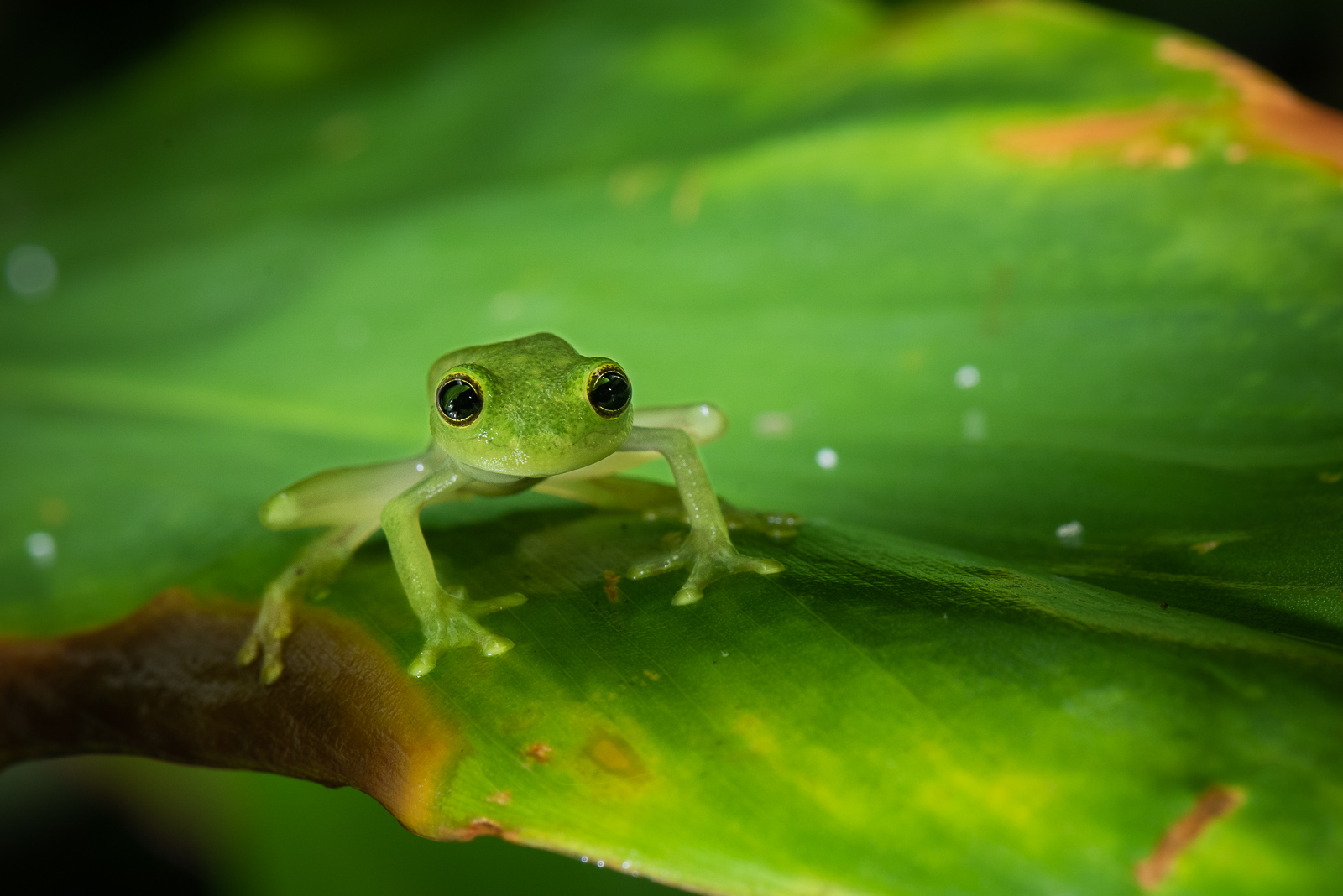 Northern Glass Frog, El Valle, Panama