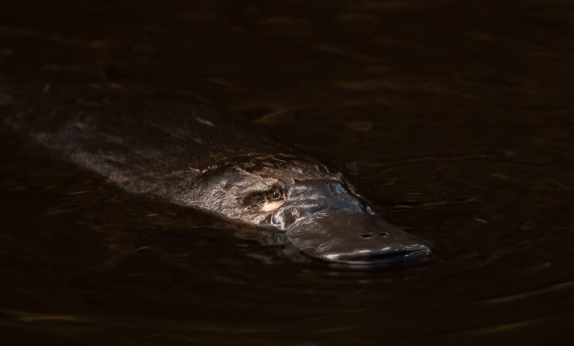 Platypus, Kangaroo Island, Australia