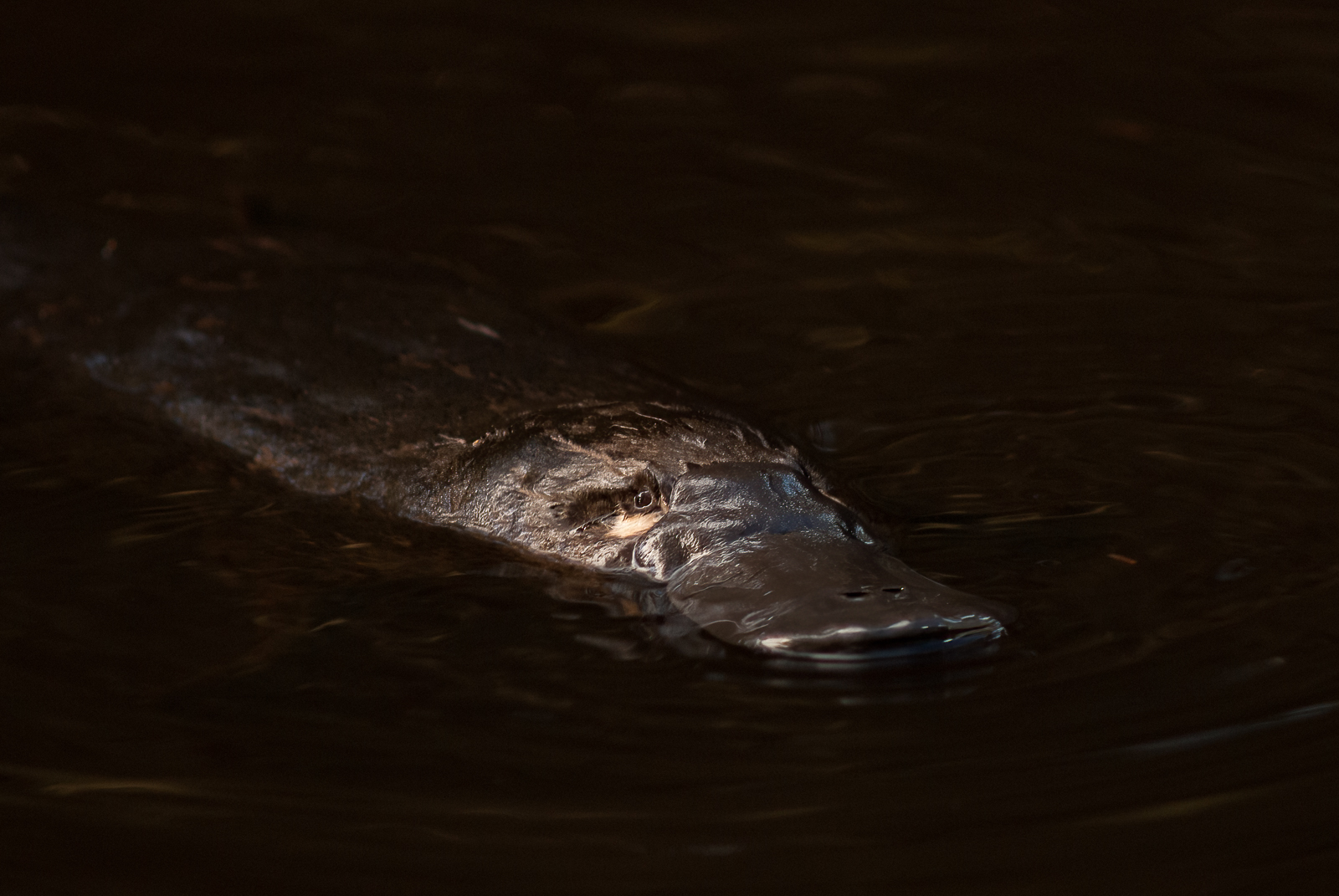 Platypus, Kangaroo Island, Australia
