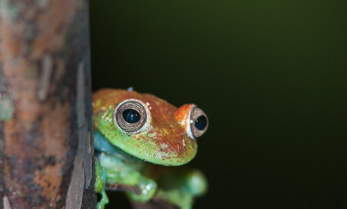 Polka-Dot Tree Frog, Madidi National Park, Bolivia