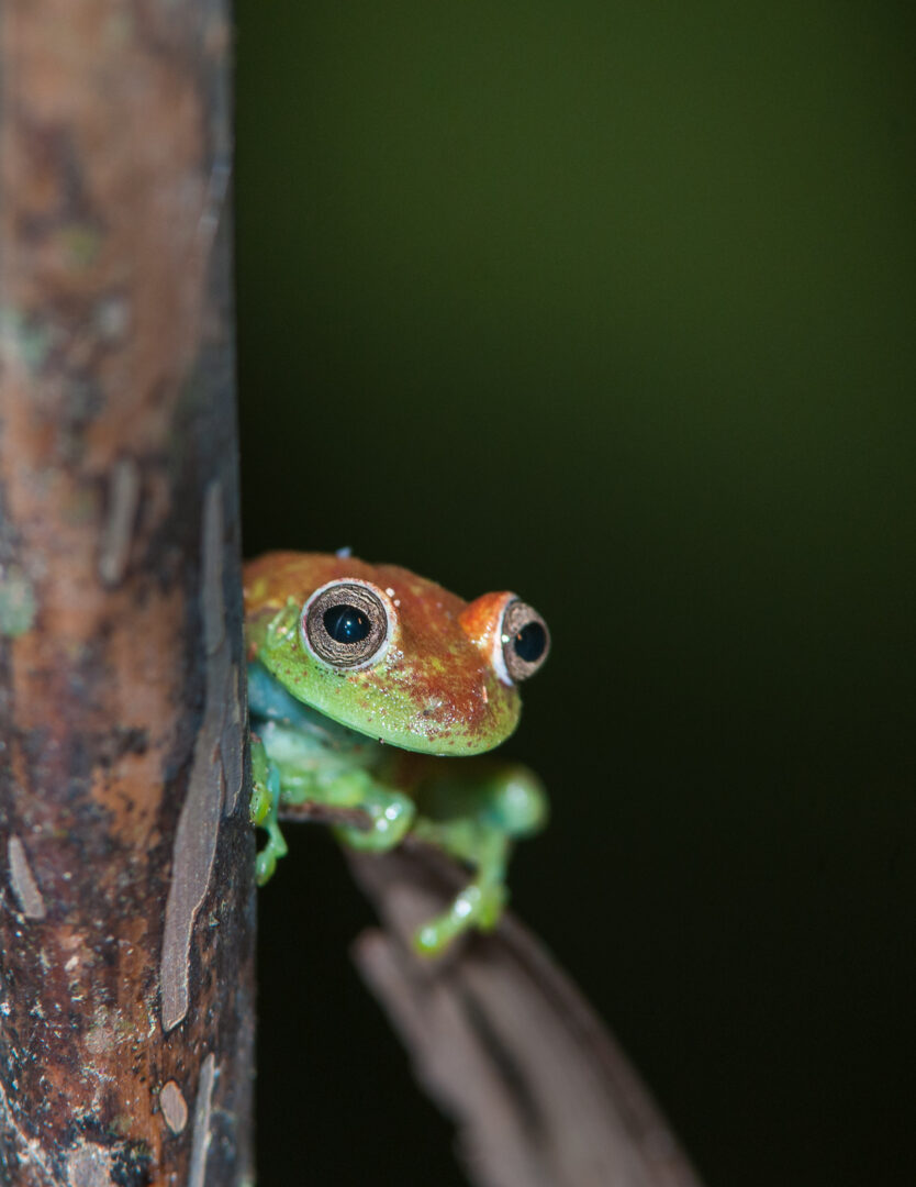 Polka-Dot Tree Frog, Madidi National Park, Bolivia