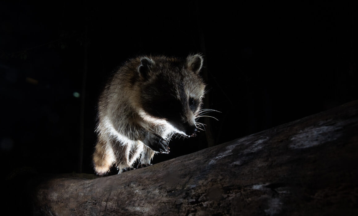 Raccoon, Farmington, Connecticut