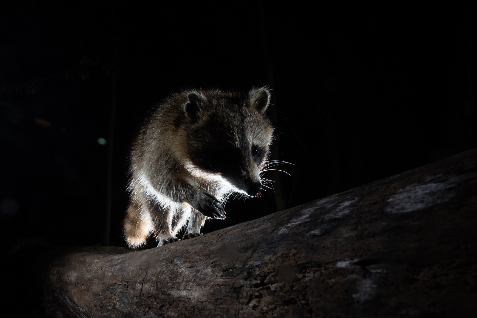 Raccoon, Farmington, Connecticut