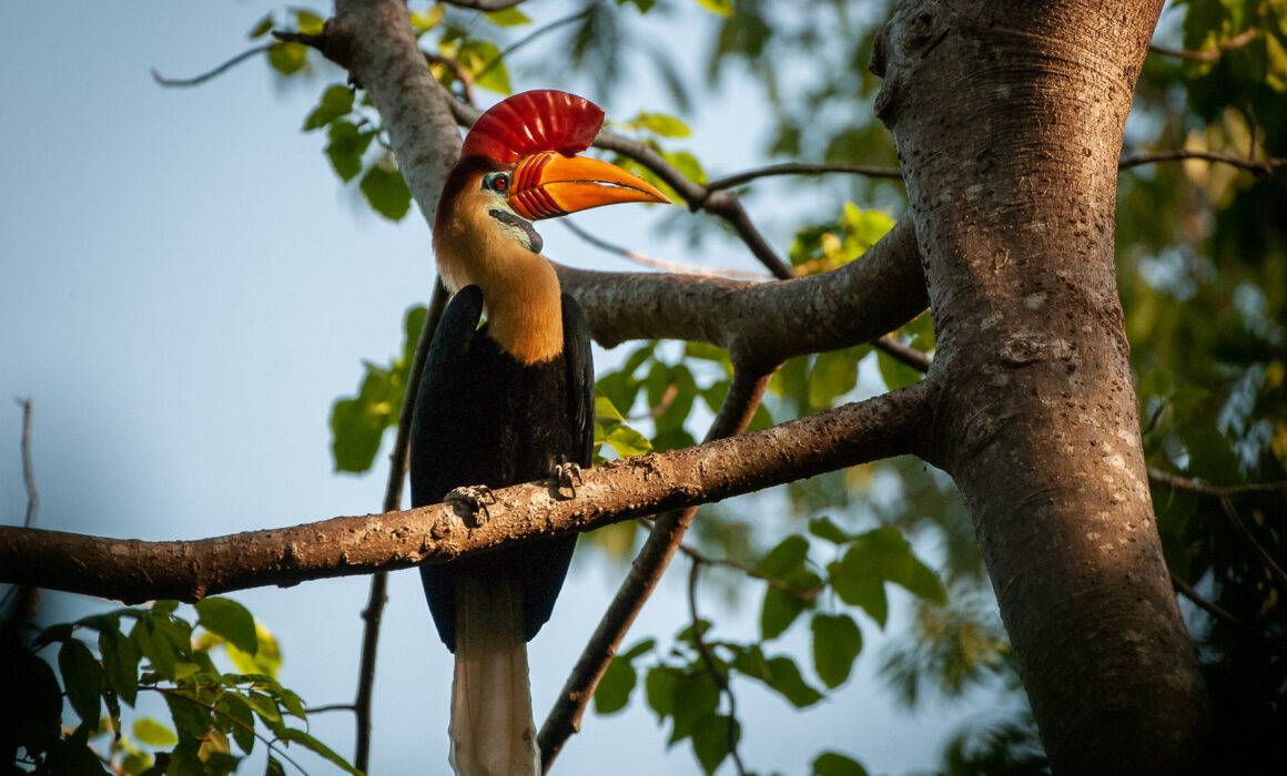 Red-Knobbed Hornbill, Indonesia
