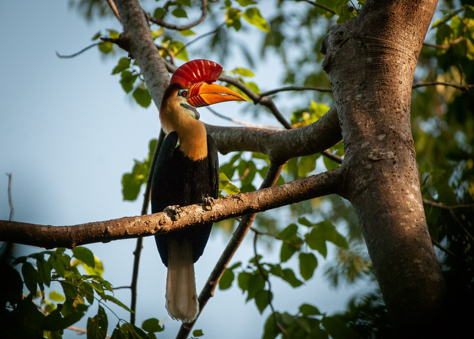 Red-Knobbed Hornbill, Indonesia