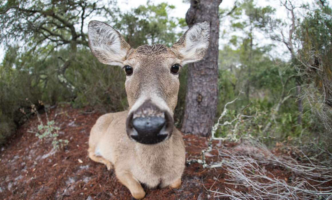 White-Tailed Deer, Panama City, Florida