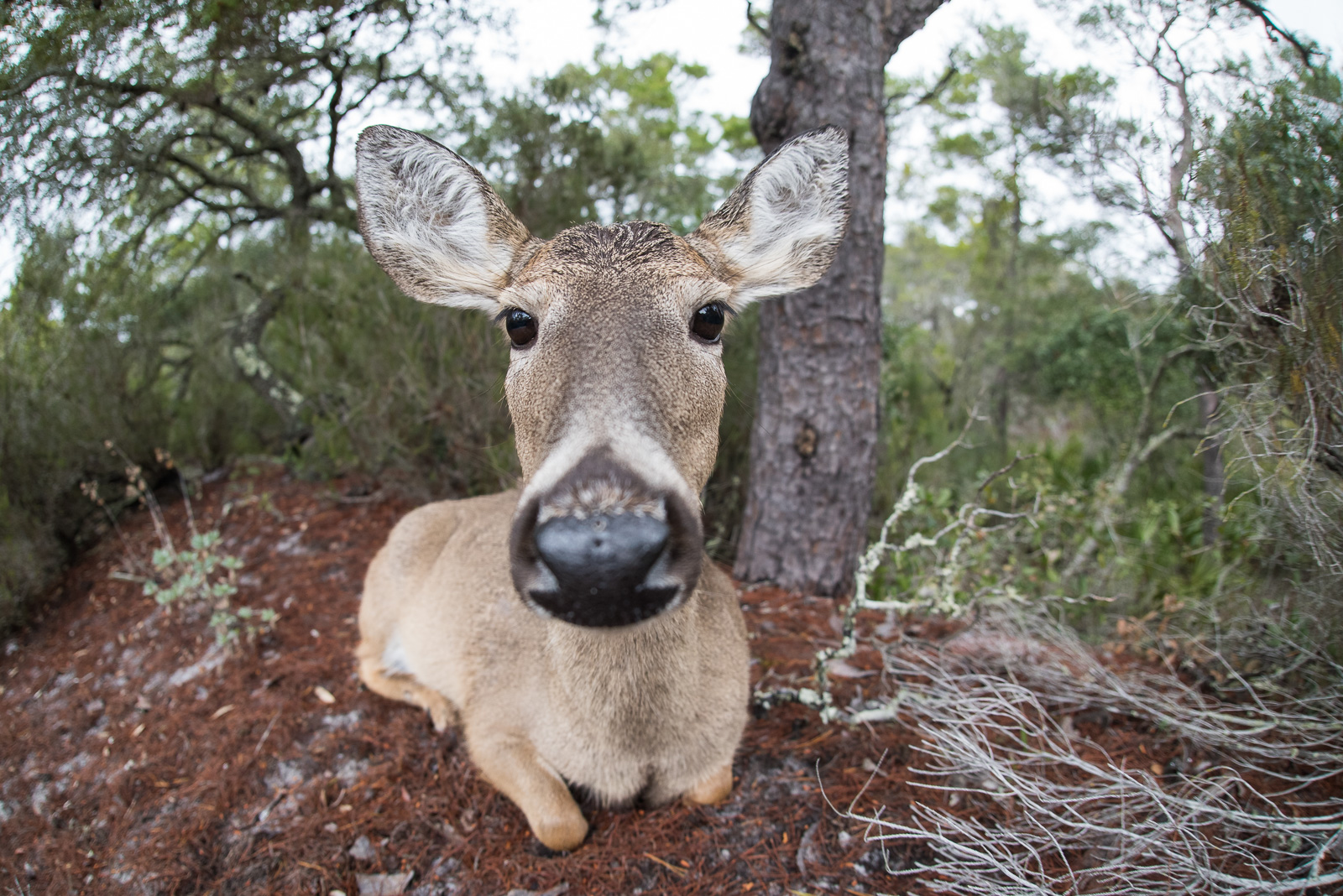 White-Tailed Deer, Panama City, Florida