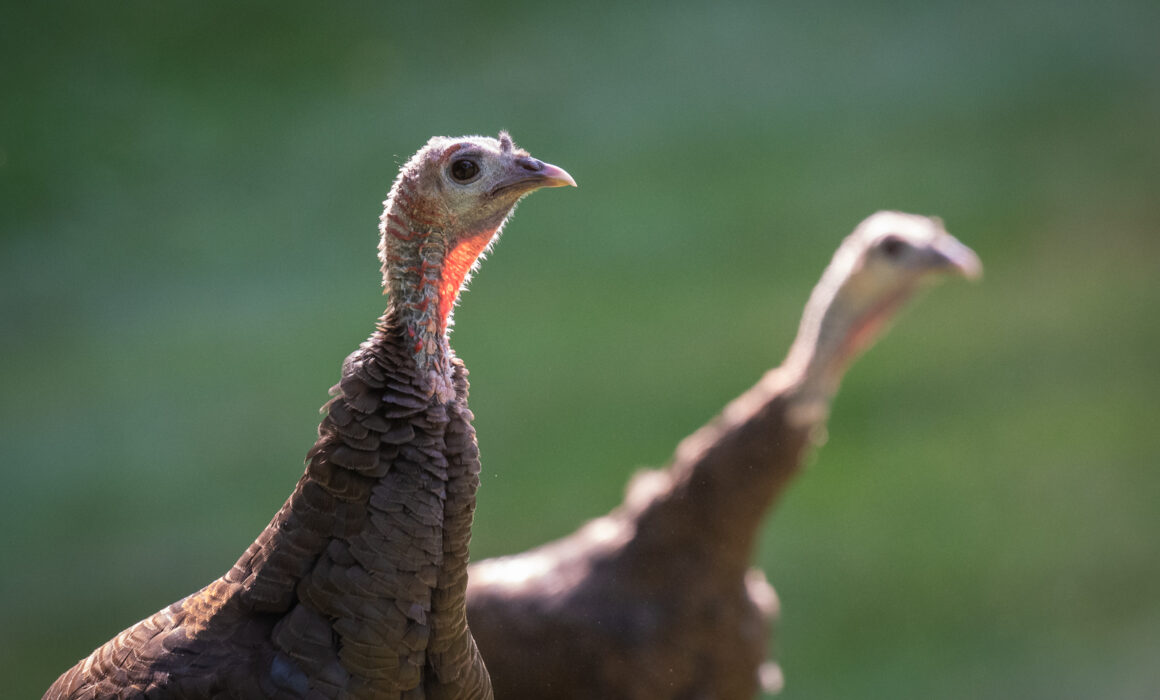 Wild Turkeys, Farmington, Connecticut