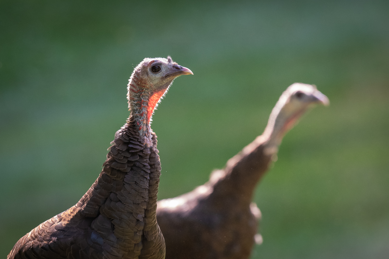 Wild Turkeys, Farmington, Connecticut