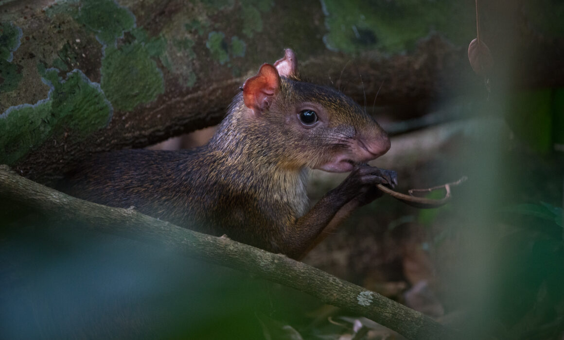 Central American Agouti, Costa Rica