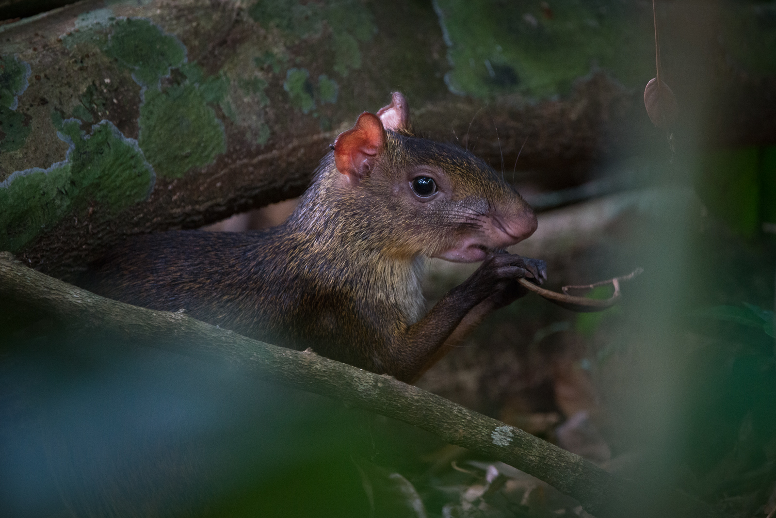 Central American Agouti, Costa Rica