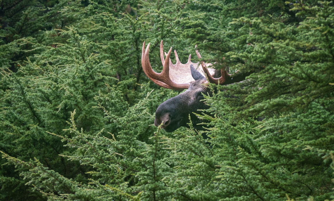Bull Moose, Chugach State Park, Alaska