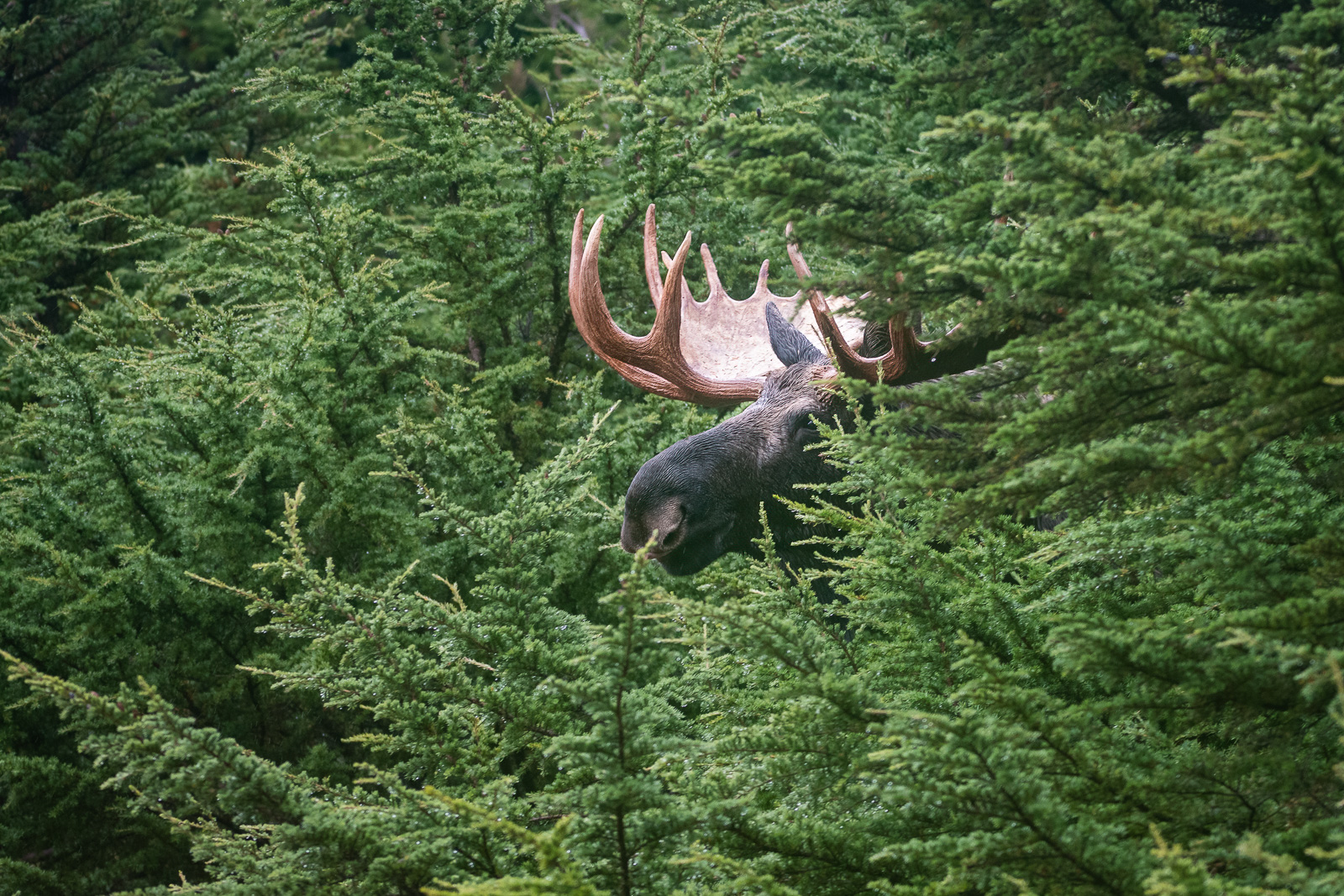 Bull Moose, Chugach State Park, Alaska