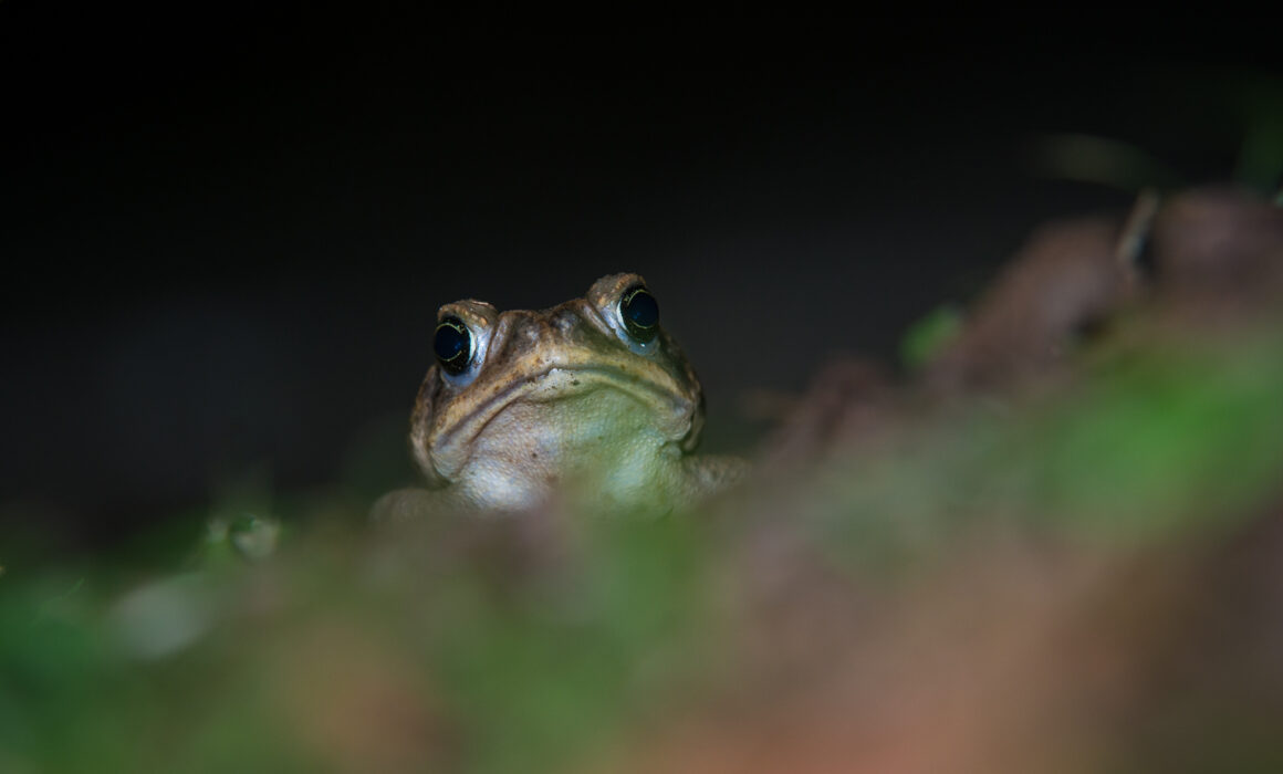 Giant Neotropical Toad, La Selva, Costa Rica